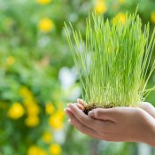 maturin, épicerie en ligne herbe de blé les jardins de marie-claire à saint-eustache, j7r 4k3 , maturin.ca, épiceries, épicerie en ligne, fine, bio, commande en ligne, livraison à domicile, alimentation, producteur, consommateur, quebec, canada