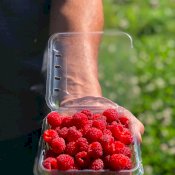 maturin, épicerie en ligne les vergers la tête dans les pommes inc. à st-joseph-du-lac, j0n 1m0 , maturin.ca, épiceries, épicerie en ligne, fine, bio, commande en ligne, livraison à domicile, alimentation, producteur, consommateur, quebec, canada