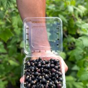 maturin, épicerie en ligne les vergers la tête dans les pommes inc. à st-joseph-du-lac, j0n 1m0 , maturin.ca, épiceries, épicerie en ligne, fine, bio, commande en ligne, livraison à domicile, alimentation, producteur, consommateur, quebec, canada