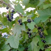 maturin, épicerie en ligne les vergers la tête dans les pommes inc. à st-joseph-du-lac, j0n 1m0 , maturin.ca, épiceries, épicerie en ligne, fine, bio, commande en ligne, livraison à domicile, alimentation, producteur, consommateur, quebec, canada