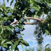 maturin, épicerie en ligne les vergers la tête dans les pommes inc. à st-joseph-du-lac, j0n 1m0 , maturin.ca, épiceries, épicerie en ligne, fine, bio, commande en ligne, livraison à domicile, alimentation, producteur, consommateur, quebec, canada