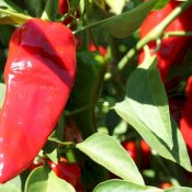 maturin, épicerie en ligne le jardin des chefs à quebec, g0a 2m0 , maturin.ca, épiceries, épicerie en ligne, fine, bio, commande en ligne, livraison à domicile, alimentation, producteur, consommateur, quebec, canada