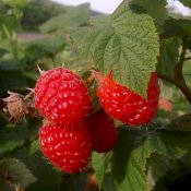 maturin, épicerie en ligne les vergers la tête dans les pommes inc. à st-joseph-du-lac, j0n 1m0 , maturin.ca, épiceries, épicerie en ligne, fine, bio, commande en ligne, livraison à domicile, alimentation, producteur, consommateur, quebec, canada