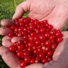 maturin, vinaigre de gadelle rouge biologique 250 ml, du capitaine , du capitaine ferme & vinaigrerie | maturin.ca, épiceries, épicerie en ligne, fine, bio, commande en ligne, livraison à domicile, alimentation, producteur, consommateur, quebec, canada