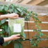 maturin, pesto de basilic et kale, archipel , l'archipel | maturin.ca, épiceries, épicerie en ligne, fine, bio, commande en ligne, livraison à domicile, alimentation, producteur, consommateur, quebec, canada