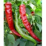 maturin, épicerie en ligne au jardin d'edem à east farnham, j2k 4t8 , maturin.ca, épiceries, épicerie en ligne, fine, bio, commande en ligne, livraison à domicile, alimentation, producteur, consommateur, quebec, canada