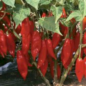 maturin, épicerie en ligne au jardin d'edem à east farnham, j2k 4t8 , maturin.ca, épiceries, épicerie en ligne, fine, bio, commande en ligne, livraison à domicile, alimentation, producteur, consommateur, quebec, canada