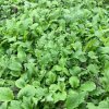 maturin, mesclun de crucifère bio, , fraîcheur urbaine | maturin.ca, épiceries, épicerie en ligne, fine, bio, commande en ligne, livraison à domicile, alimentation, producteur, consommateur, quebec, canada