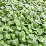 Verdure de brocoli bio