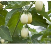 maturin, épicerie en ligne au jardin d'edem à east farnham, j2k 4t8 , maturin.ca, épiceries, épicerie en ligne, fine, bio, commande en ligne, livraison à domicile, alimentation, producteur, consommateur, quebec, canada