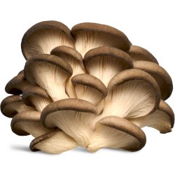 Champignons pleurotes frais