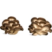 maturin, épicerie en ligne blanc de gris - champignons frais , maturin.ca, épiceries, épicerie en ligne, fine, bio, commande en ligne, livraison à domicile, alimentation, producteur, consommateur, quebec, canada