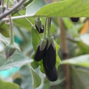 maturin, épicerie en ligne au jardin d'edem à east farnham, j2k 4t8 , maturin.ca, épiceries, épicerie en ligne, fine, bio, commande en ligne, livraison à domicile, alimentation, producteur, consommateur, quebec, canada