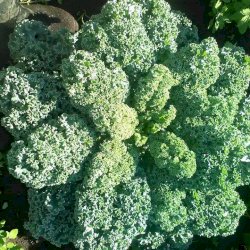 Chou kale