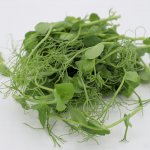 Micro pousse - Pois sucré