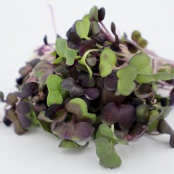 micro pousse - radis pourpre, votre panier , maturin.ca, épiceries, épicerie en ligne, fine, bio, commande en ligne, livraison à domicile, alimentation, producteur, consommateur, quebec, canada