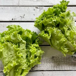 2 laitues, votre panier , maturin.ca, épiceries, épicerie en ligne, fine, bio, commande en ligne, livraison à domicile, alimentation, producteur, consommateur, quebec, canada
