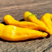 maturin, épicerie en ligne l. virgo diable piquant/ l. virgo spicy devil , maturin.ca, épiceries, épicerie en ligne, fine, bio, commande en ligne, livraison à domicile, alimentation, producteur, consommateur, quebec, canada
