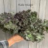 maturin, kale rouge, , les jardins du boisclair | maturin.ca, épiceries, épicerie en ligne, fine, bio, commande en ligne, livraison à domicile, alimentation, producteur, consommateur, quebec, canada