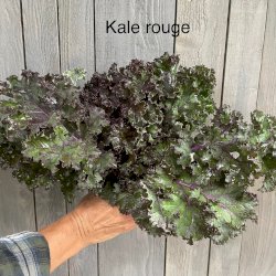 Kale rouge