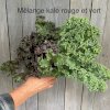 maturin, kale rouge et vert, , les jardins du boisclair | maturin.ca, épiceries, épicerie en ligne, fine, bio, commande en ligne, livraison à domicile, alimentation, producteur, consommateur, quebec, canada