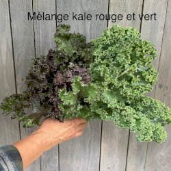 kale rouge et vert, votre panier , maturin.ca, épiceries, épicerie en ligne, fine, bio, commande en ligne, livraison à domicile, alimentation, producteur, consommateur, quebec, canada