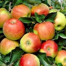 pomme sunrise 5 lb, votre panier , maturin.ca, épiceries, épicerie en ligne, fine, bio, commande en ligne, livraison à domicile, alimentation, producteur, consommateur, quebec, canada