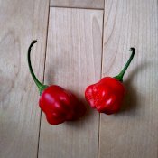 maturin, épicerie en ligne l. virgo diable piquant/ l. virgo spicy devil , maturin.ca, épiceries, épicerie en ligne, fine, bio, commande en ligne, livraison à domicile, alimentation, producteur, consommateur, quebec, canada