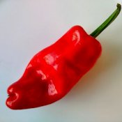 maturin, épicerie en ligne l. virgo diable piquant/ l. virgo spicy devil , maturin.ca, épiceries, épicerie en ligne, fine, bio, commande en ligne, livraison à domicile, alimentation, producteur, consommateur, quebec, canada