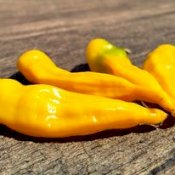 maturin, épicerie en ligne l. virgo diable piquant/ l. virgo spicy devil , maturin.ca, épiceries, épicerie en ligne, fine, bio, commande en ligne, livraison à domicile, alimentation, producteur, consommateur, quebec, canada