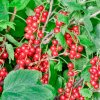 maturin, vinaigre de gadelle rouge biologique 250 ml, du capitaine , du capitaine ferme & vinaigrerie | maturin.ca, épiceries, épicerie en ligne, fine, bio, commande en ligne, livraison à domicile, alimentation, producteur, consommateur, quebec, canada