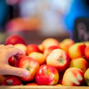 maturin, épicerie en ligne les vergers la tête dans les pommes inc. à st-joseph-du-lac, j0n 1m0 , maturin.ca, épiceries, épicerie en ligne, fine, bio, commande en ligne, livraison à domicile, alimentation, producteur, consommateur, quebec, canada