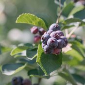 maturin, épicerie en ligne gourmet sauvage à saint faustin, j0t1j2 , maturin.ca, épiceries, épicerie en ligne, fine, bio, commande en ligne, livraison à domicile, alimentation, producteur, consommateur, quebec, canada