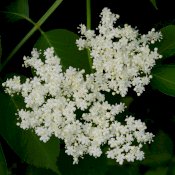 maturin, épicerie en ligne gourmet sauvage à saint faustin, j0t1j2 , maturin.ca, épiceries, épicerie en ligne, fine, bio, commande en ligne, livraison à domicile, alimentation, producteur, consommateur, quebec, canada