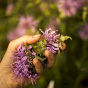 maturin, épicerie en ligne gourmet sauvage à saint faustin, j0t1j2 , maturin.ca, épiceries, épicerie en ligne, fine, bio, commande en ligne, livraison à domicile, alimentation, producteur, consommateur, quebec, canada
