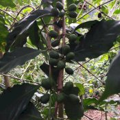 maturin, épicerie en ligne maison du café l'armorique à val d'or, j9p 0e8 , maturin.ca, épiceries, épicerie en ligne, fine, bio, commande en ligne, livraison à domicile, alimentation, producteur, consommateur, quebec, canada