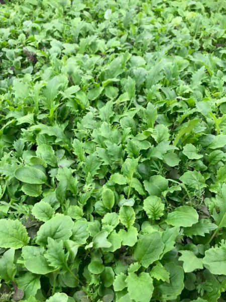 mesclun de crucifère bio, , fraîcheur urbaine | maturin.ca, maturin, épicerie en ligne, commande en ligne, livraison à domicile, alimentation, producteur, quebec, canada