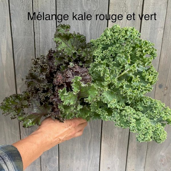 kale rouge et vert, , les jardins du boisclair | maturin.ca, maturin, épicerie en ligne, commande en ligne, livraison à domicile, alimentation, producteur, quebec, canada
