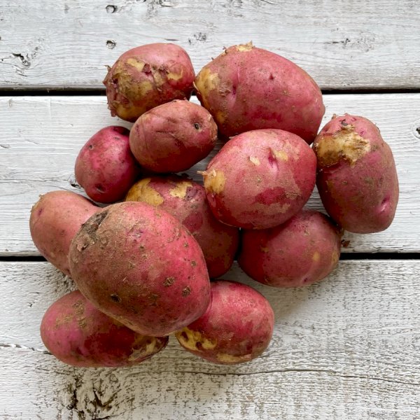 pommes de terre, , au jardin noir | maturin.ca, maturin, épicerie en ligne, commande en ligne, livraison à domicile, alimentation, producteur, quebec, canada