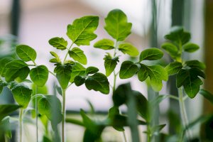 maturin, maturin obtient une aide financière du ministère de l’agriculture, des pêcheries et de l’alimentati, épiceries, épicerie en ligne, fine, bio, commande en ligne, livraison à domicile, alimentation, producteur, consommateur, quebec, canada