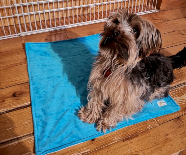 tapis de propreté pour chien - format moyen 19 x 27 pouces, agrumette , agrumette produits lavables | maturin.ca, maturin, épicerie en ligne, commande en ligne, livraison à domicile, alimentation, producteur, quebec, canada