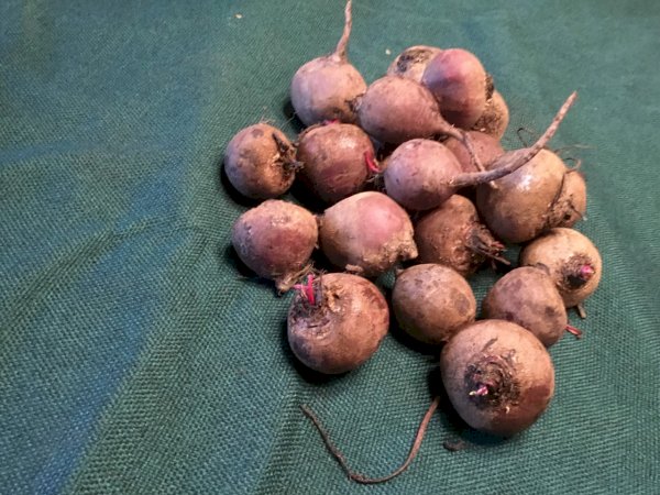 betteraves, , au jardin noir | maturin.ca, maturin, épicerie en ligne, commande en ligne, livraison à domicile, alimentation, producteur, quebec, canada